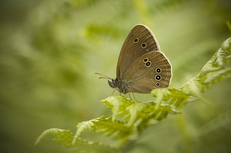 Butterfly, Nature, Insect, Close-up, Wildlife, Animal, Plant, Butterfly, Cyfka, Bokeh, Macro, Macrophotography Ringlet (Aphantopus hyperantus) фото превью