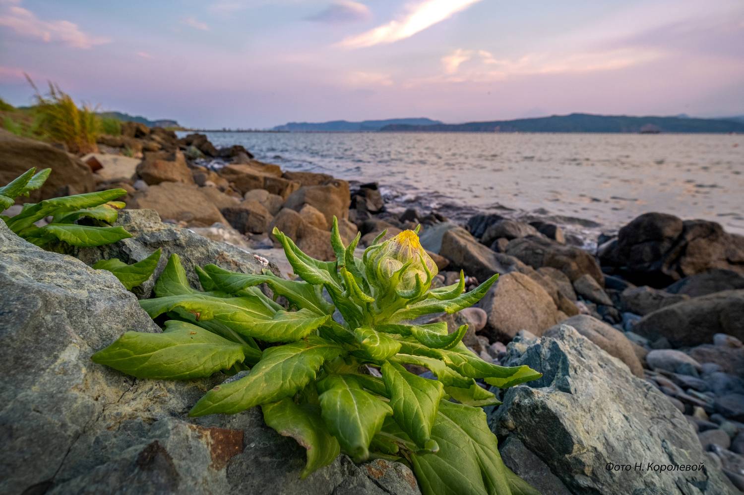 Закат цветы пейзаж Камчатка вечер, Наталья Королева