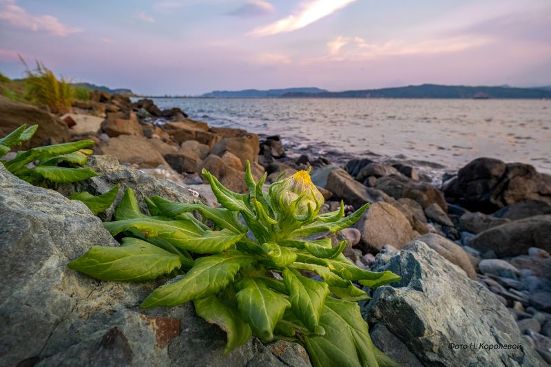 Закат цветы пейзаж Камчатка вечер Вечер на берегу фото превью