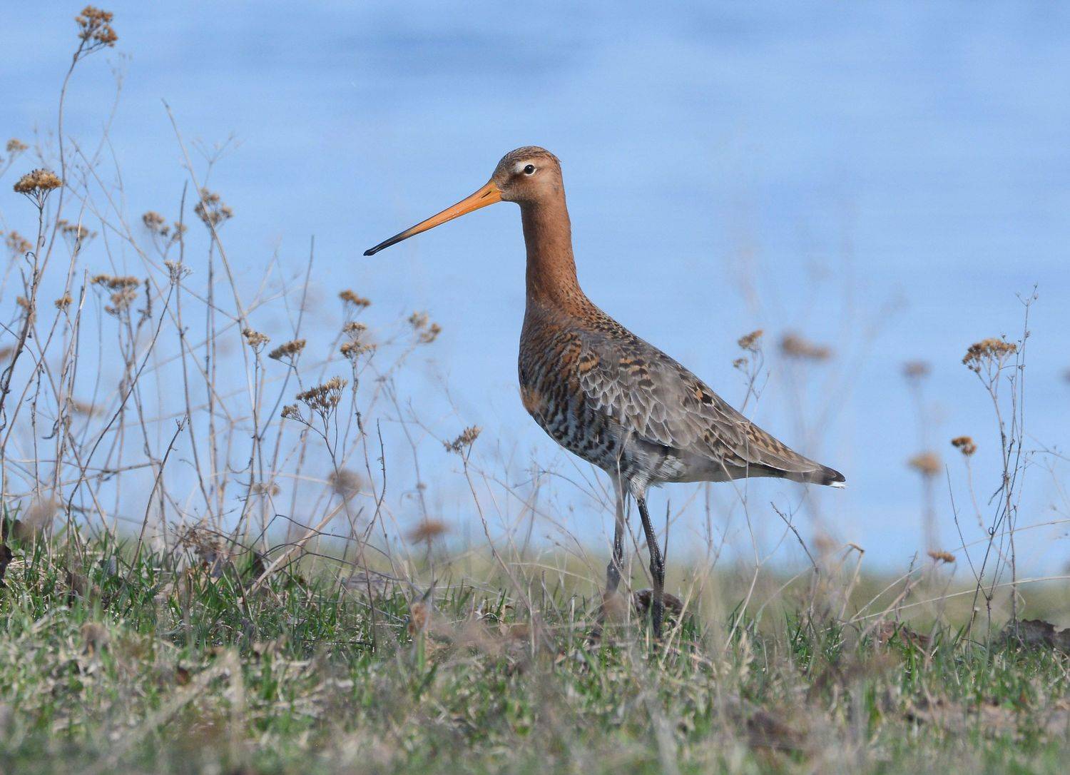 , Белоусов Михаил