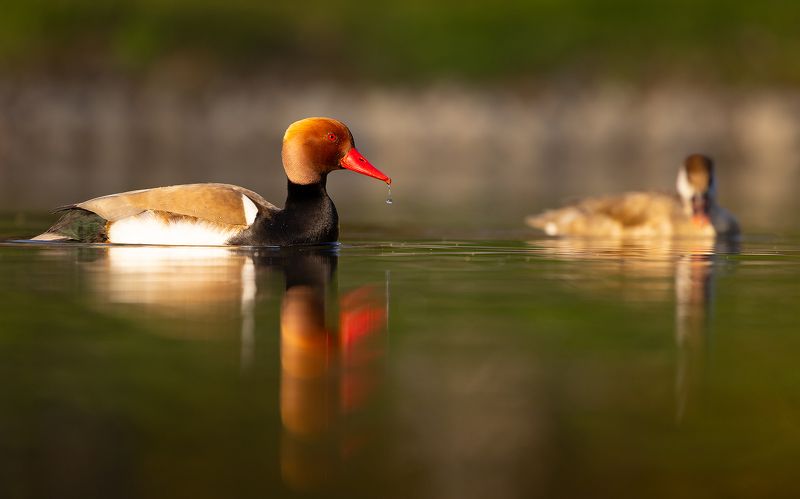 Southern pochard фото превью