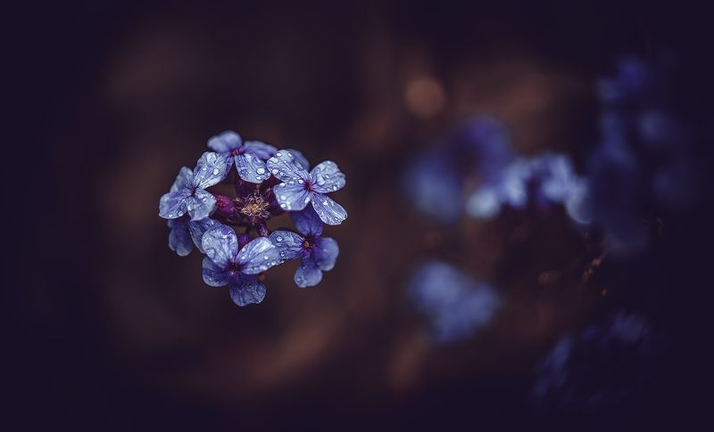 ... фото превью