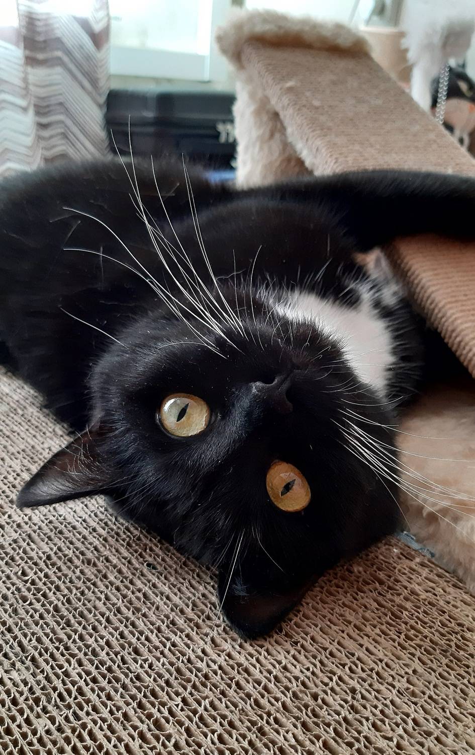 кошка, чёрная, Maria V. Gorskaya