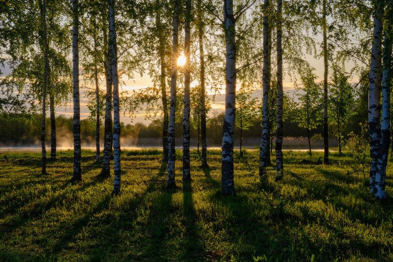 Солнце в березах фото превью