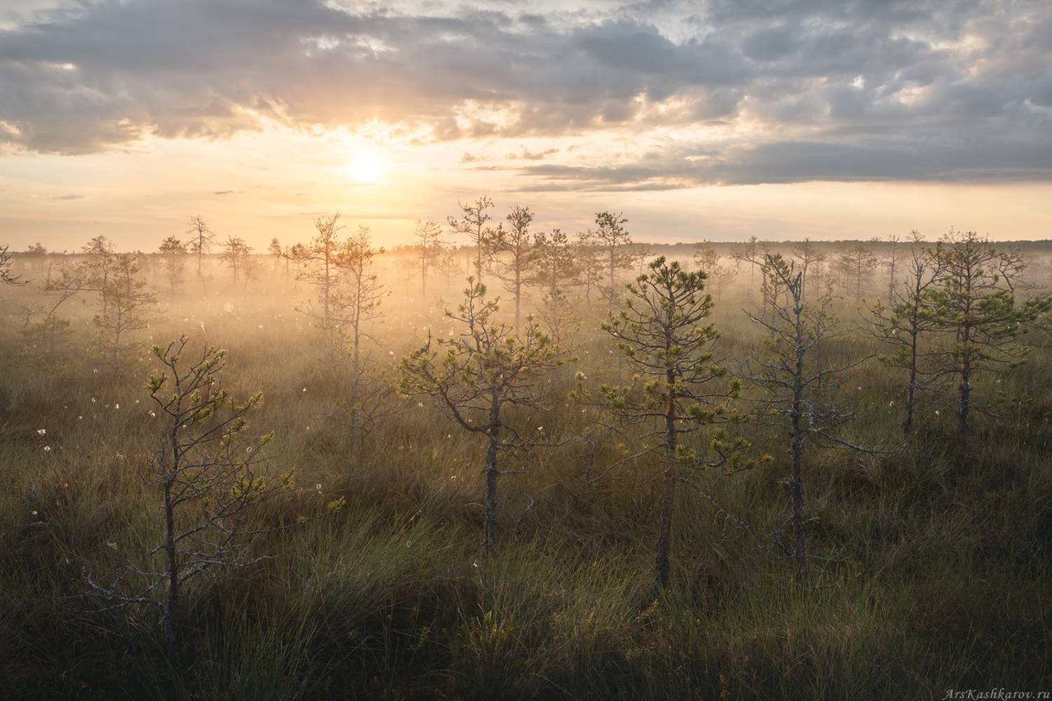 болота, редколесье, ленобласть, ленинградская область,верховое болото, болотный туризм, туман, лесотундра, сосны, Арсений Кашкаров