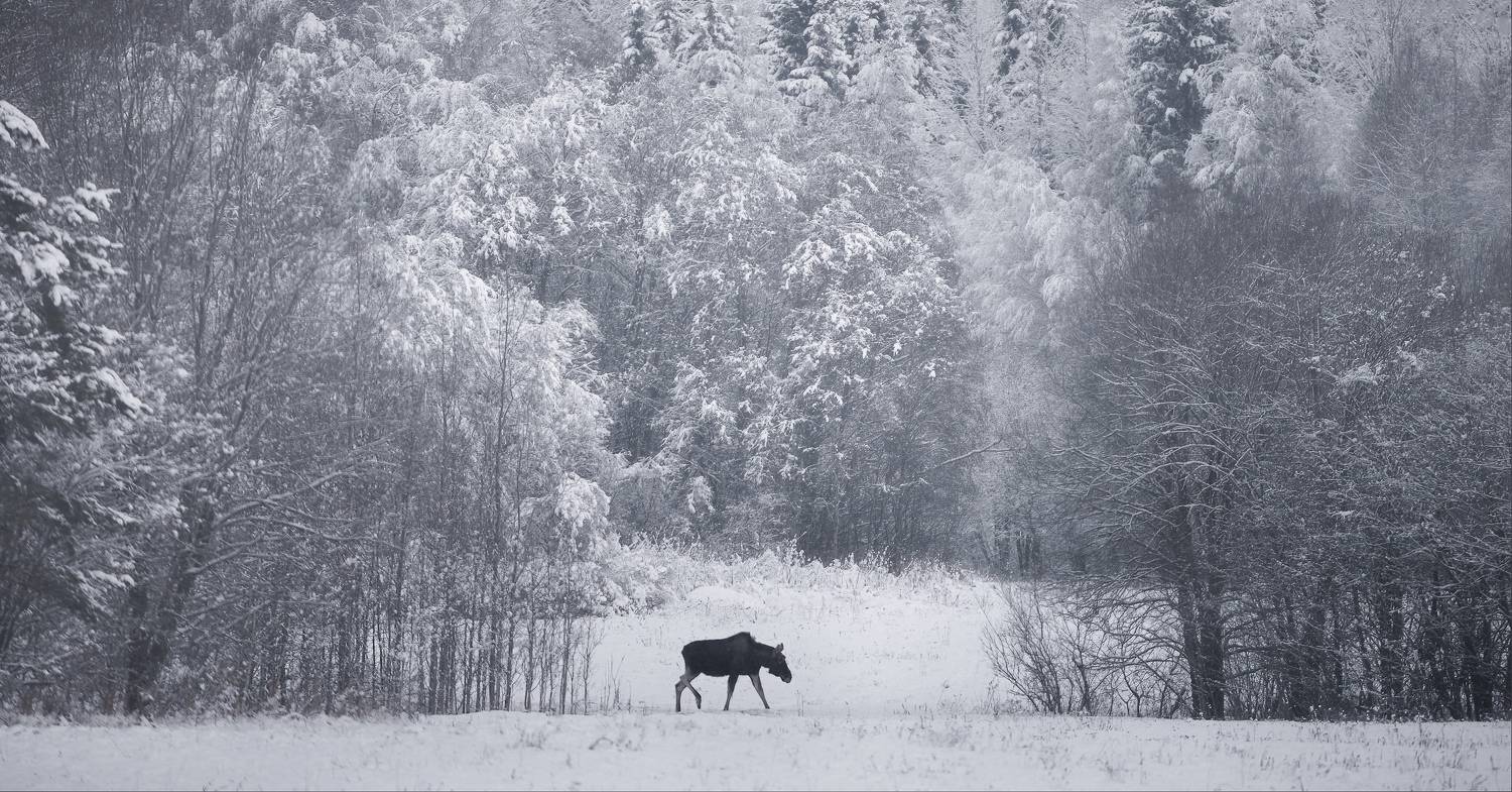 ленинградская, лось, зима, снег, Евгений Ляпунов