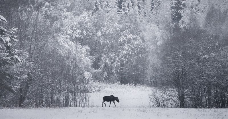 ленинградская, лось, зима, снег Прогулка фото превью