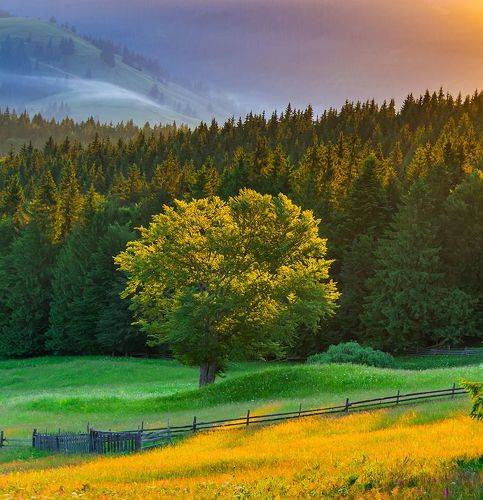 Bucovina, glimpses of nature
