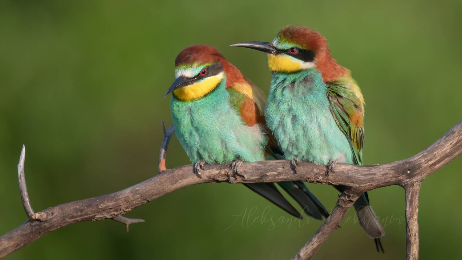 , Плеханов Александр