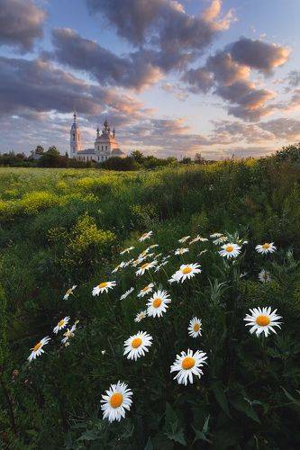Ромашки и маковки