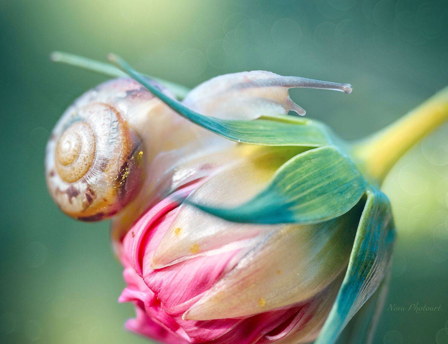 макрофотография, macro, макромир, макросъёмка, фотоприроды, nature, артфото, фотомакро, боке, мануальнаяоптика, макро, макрофото, макросъемка, красота, улитка, цветок, бутон, Svetlana Smirnova