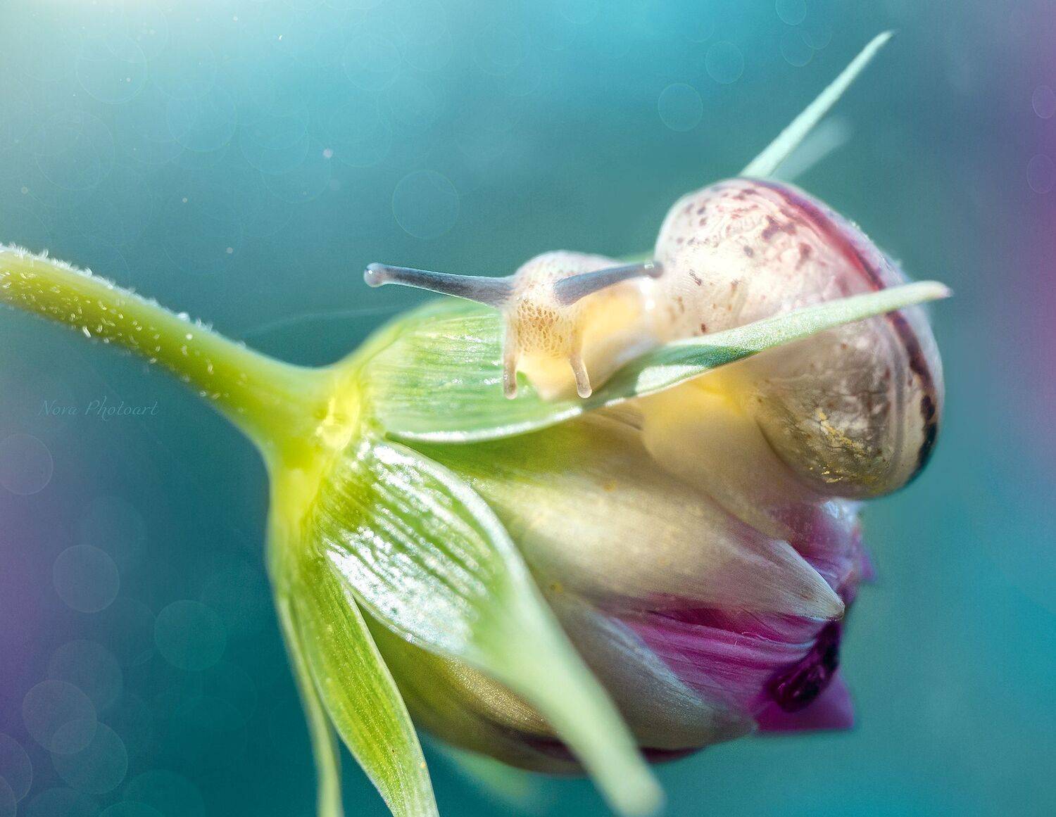 макрофотография, macro, макромир, макросъёмка, фотоприроды, nature, артфото, фотомакро, боке, мануальнаяоптика, макро, макрофото, макросъемка, красота, улитка, цветок, бутон, Svetlana Smirnova