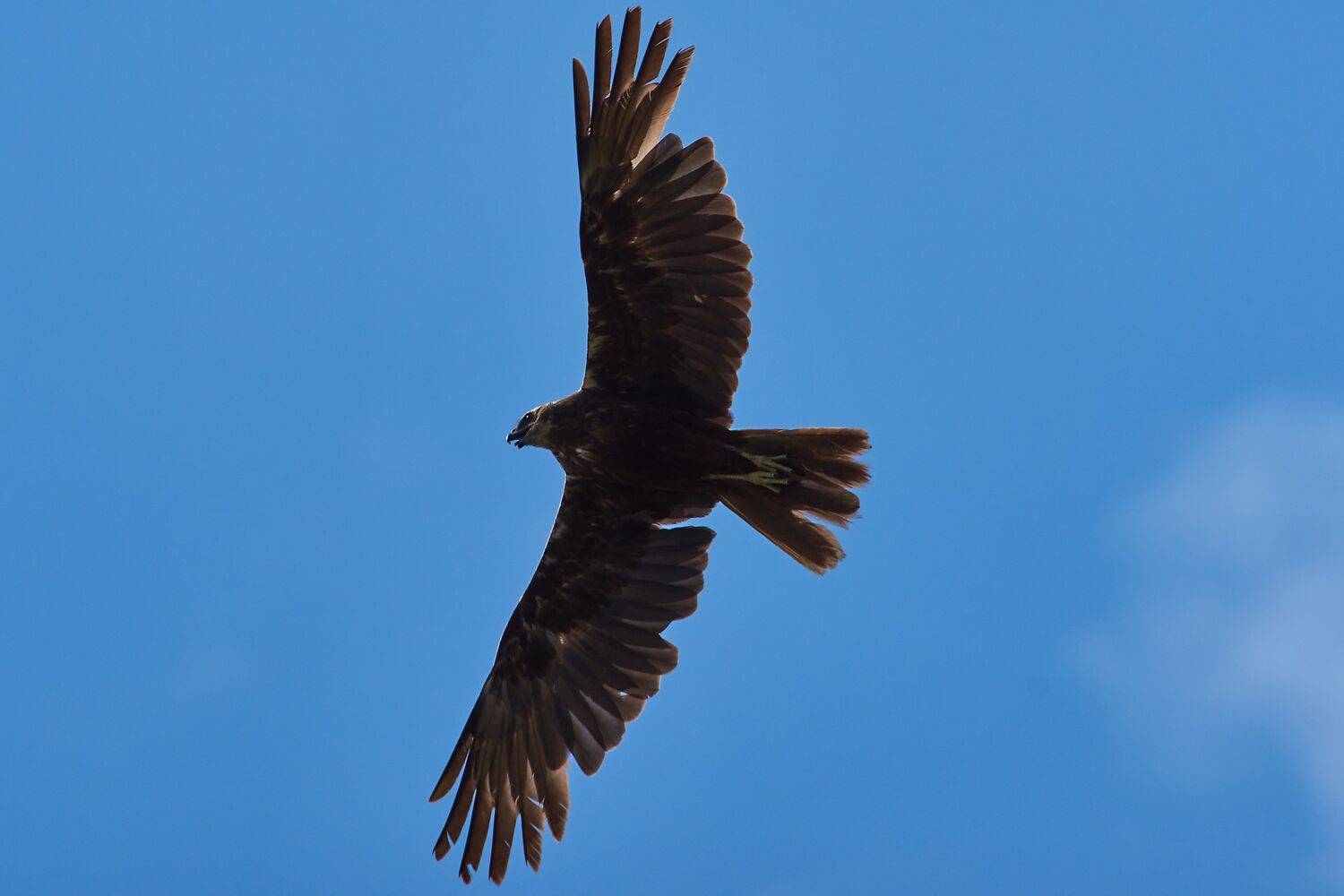 bird, birds, birdswatching, volgograd, russia, wildlife,, Сторчилов Павел