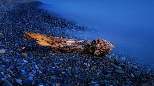 Про корягу...