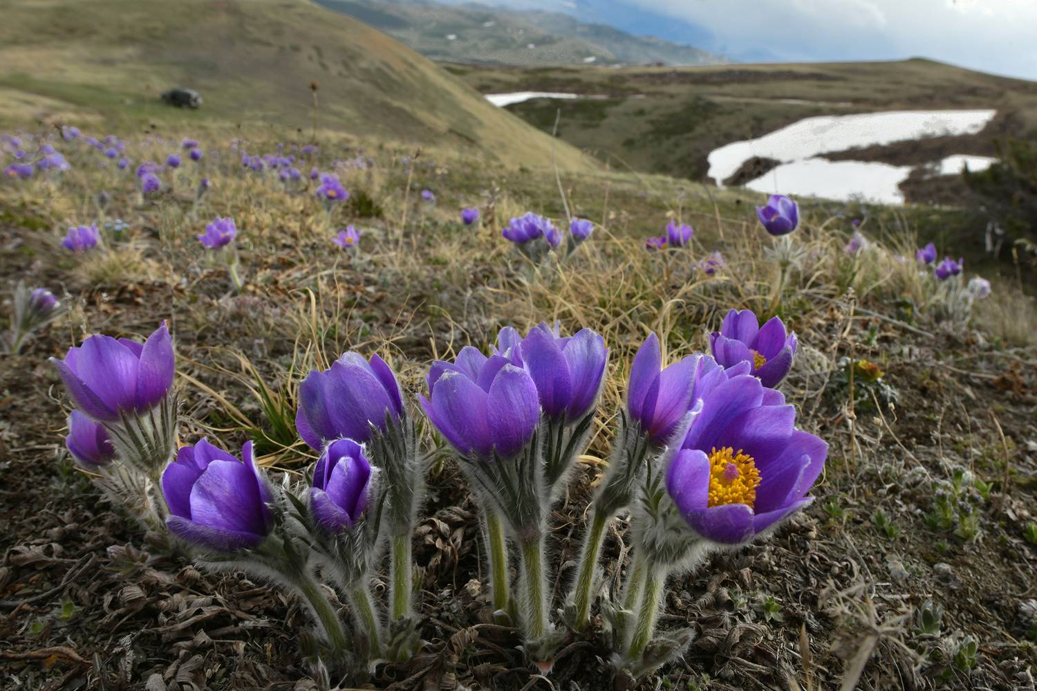 , Светлана Крат