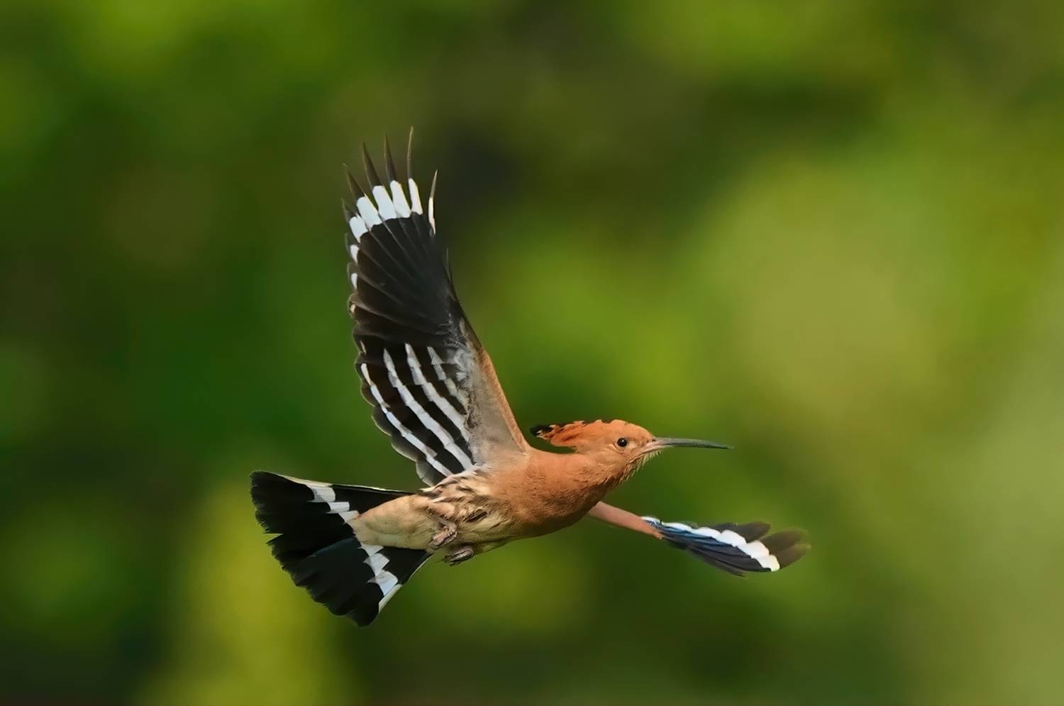 , Красимир Георгиев