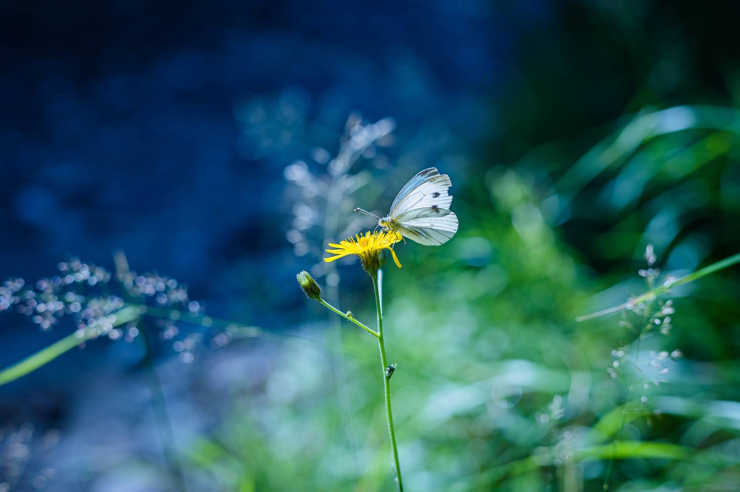 , Krzysztof Trojanowski