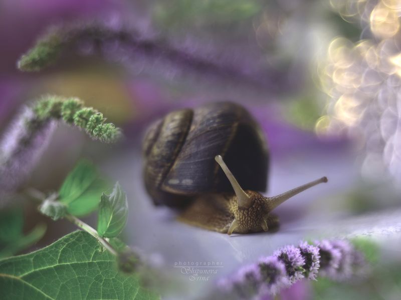 И мяты аромат... фото превью