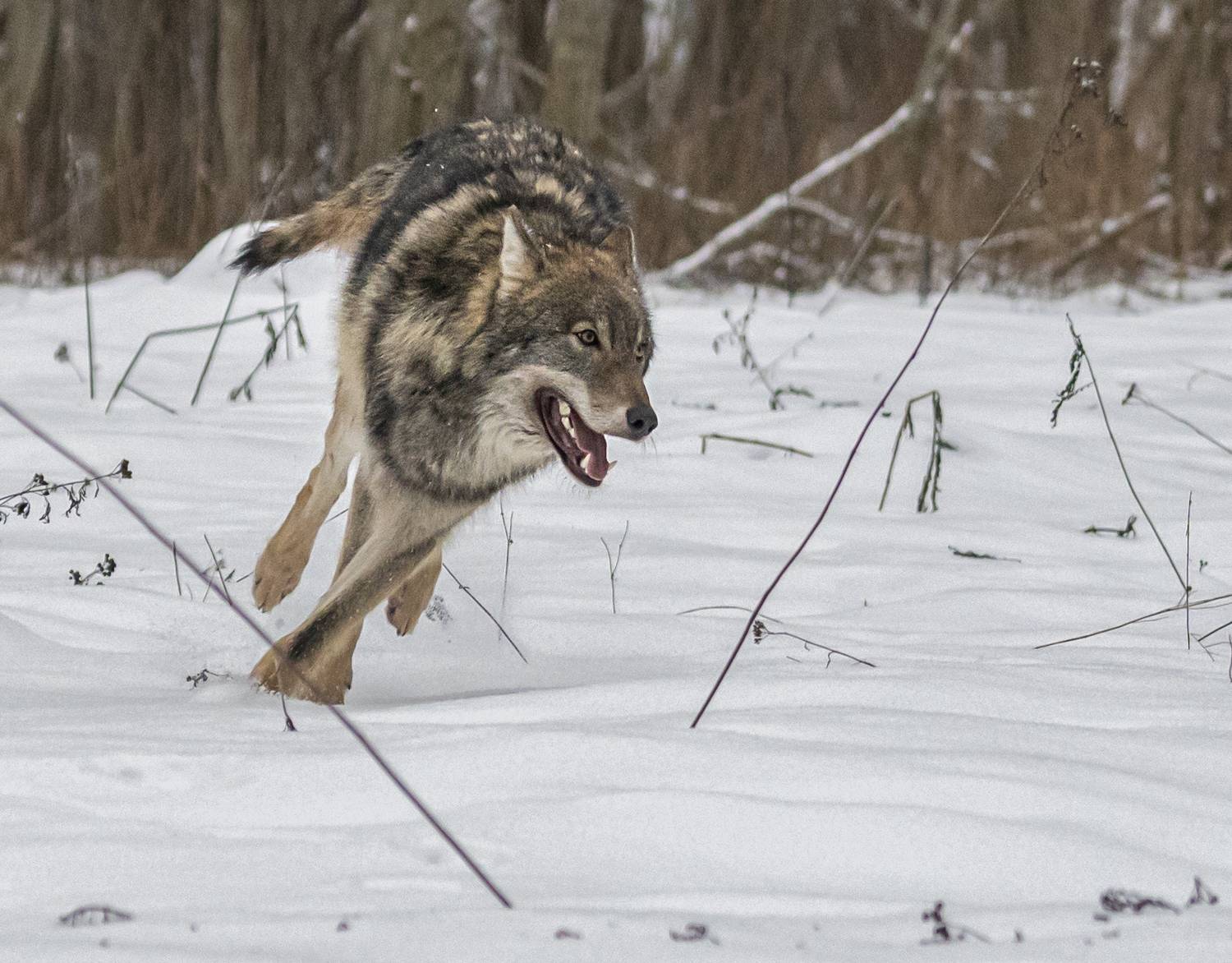 беларусь, красный бор, зима, волк, Савчук Сергей