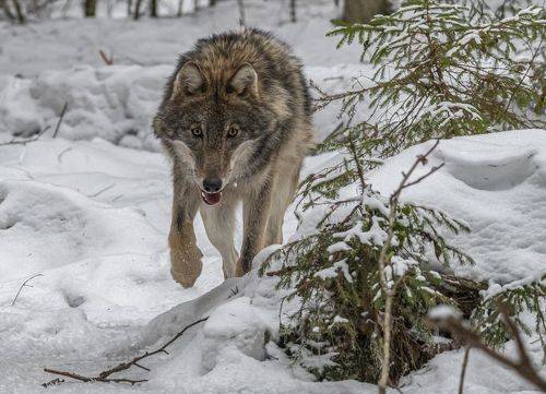 Лесными тропами