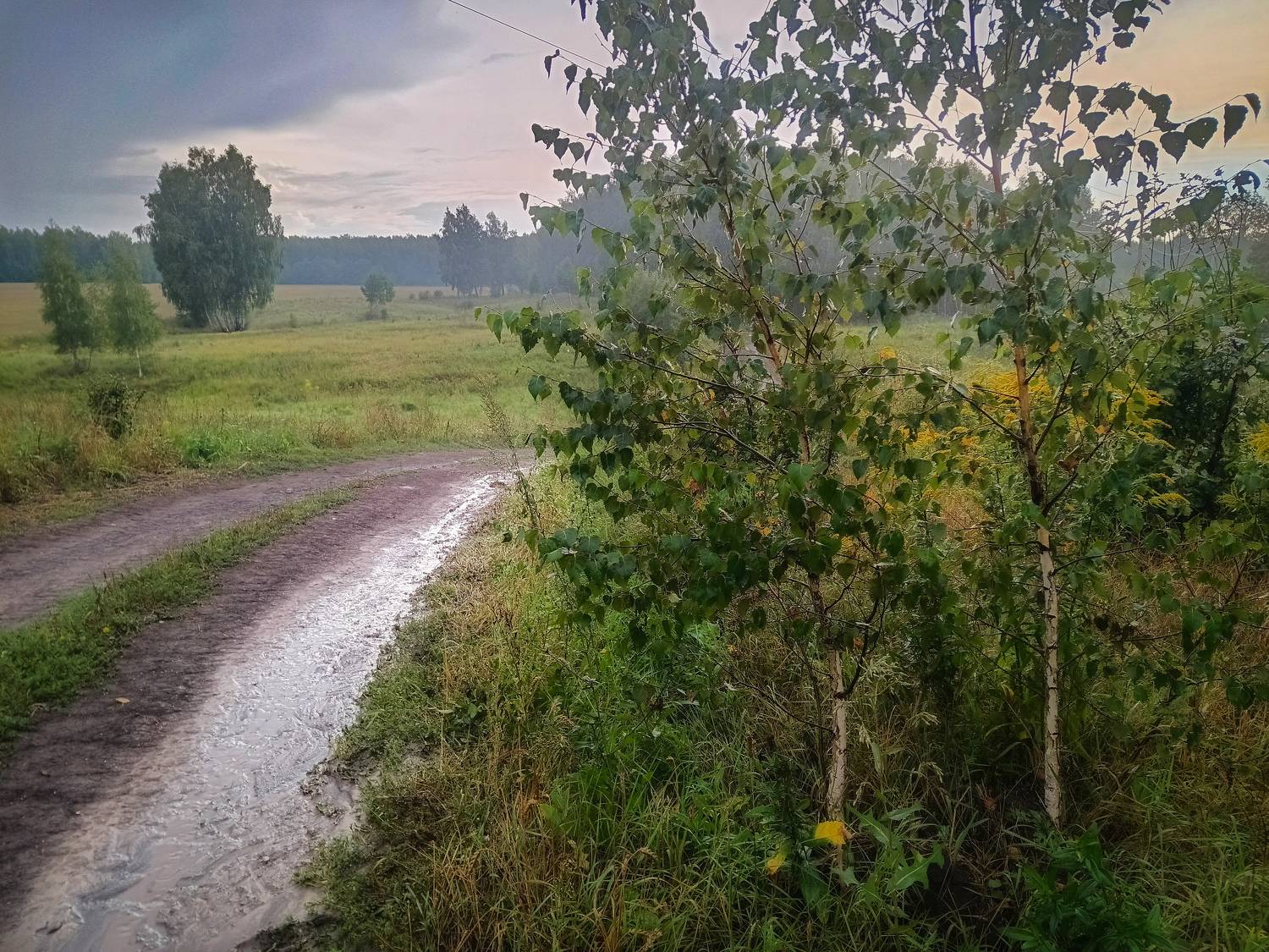 , Светлана Кондрашова
