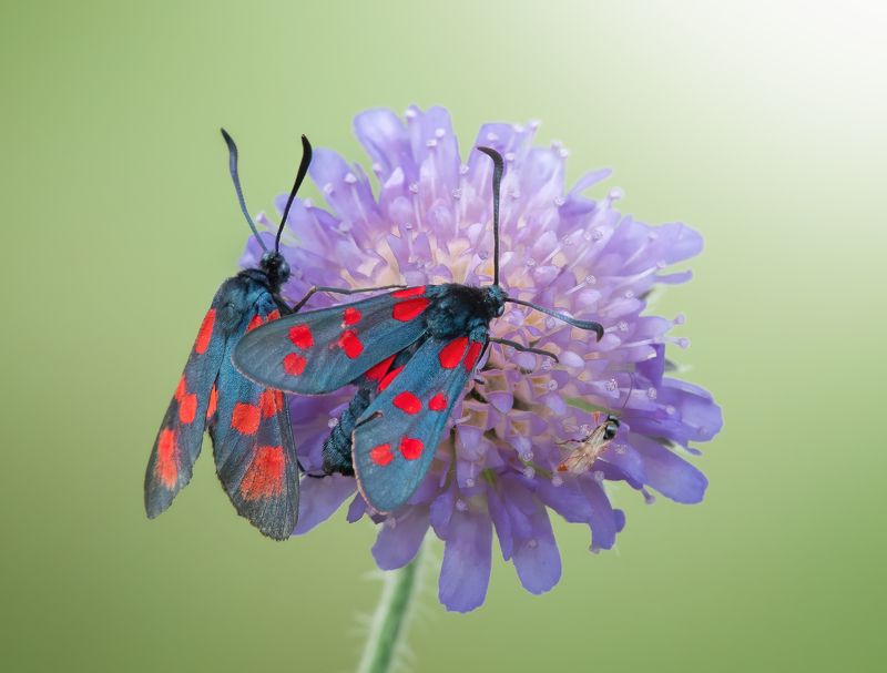 Пестрянка Таволговая Zygaena filipendulae фото превью