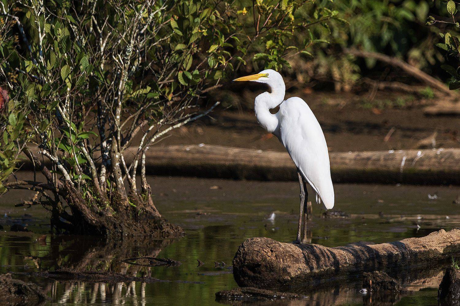 , Леонид Дьяченко