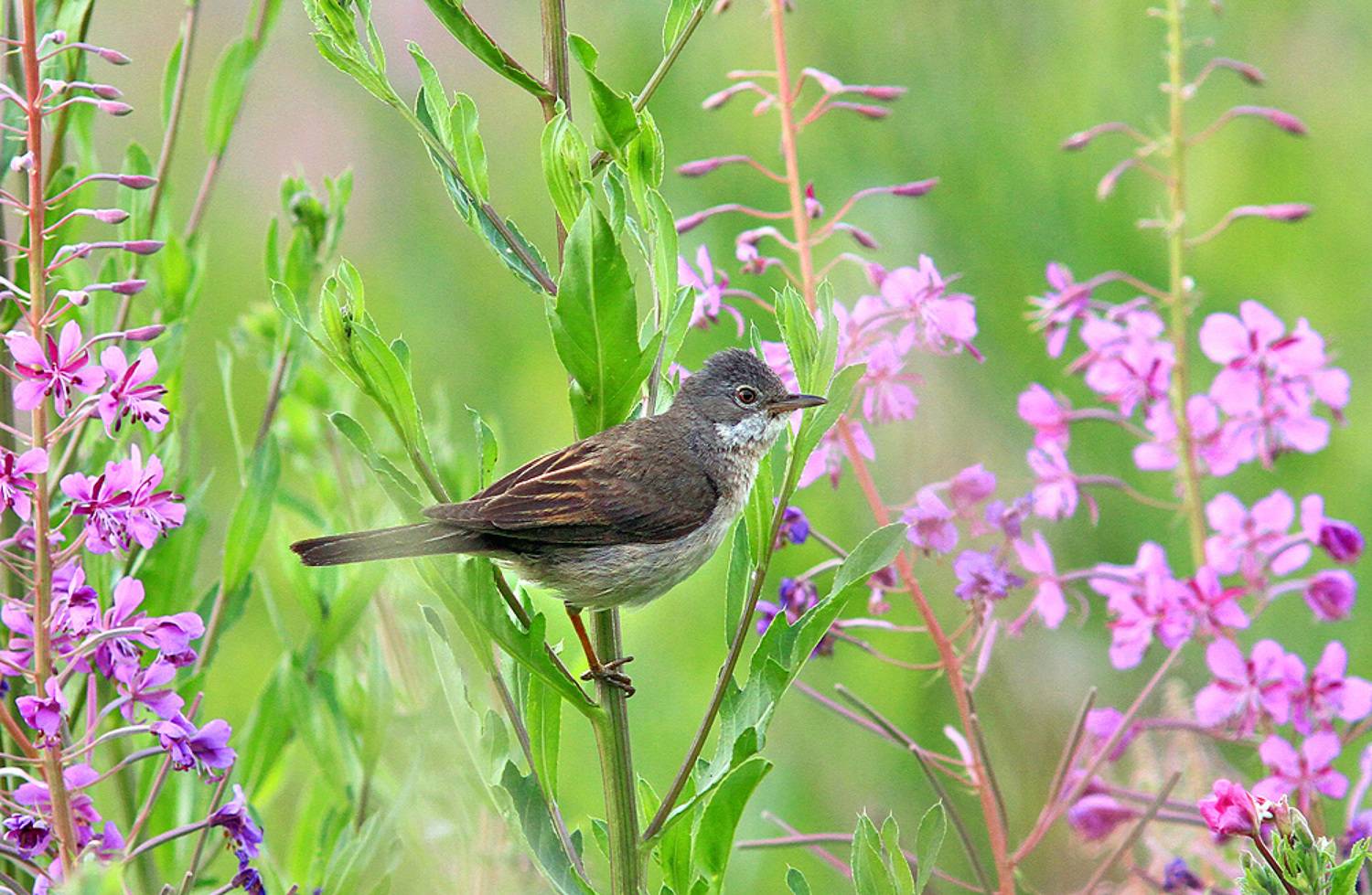 , Михаил Крюков