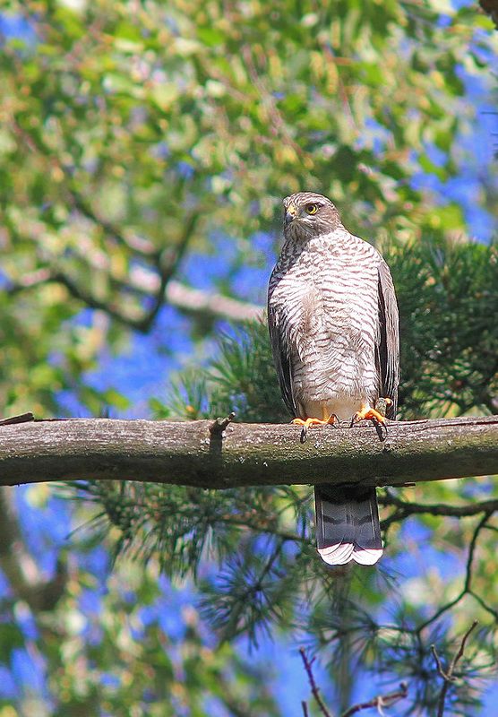 Ястреб фото превью