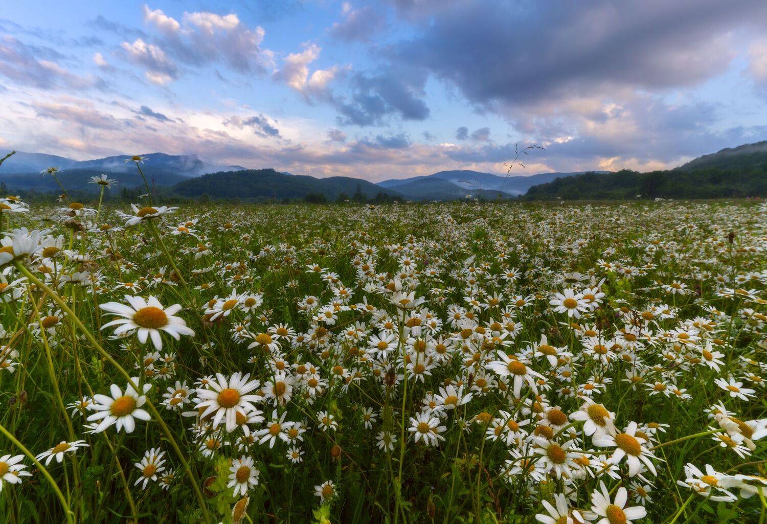 , Юлия Мальцева