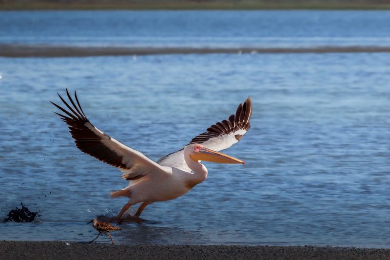 Встреча с розовыми пеликанами... фото превью
