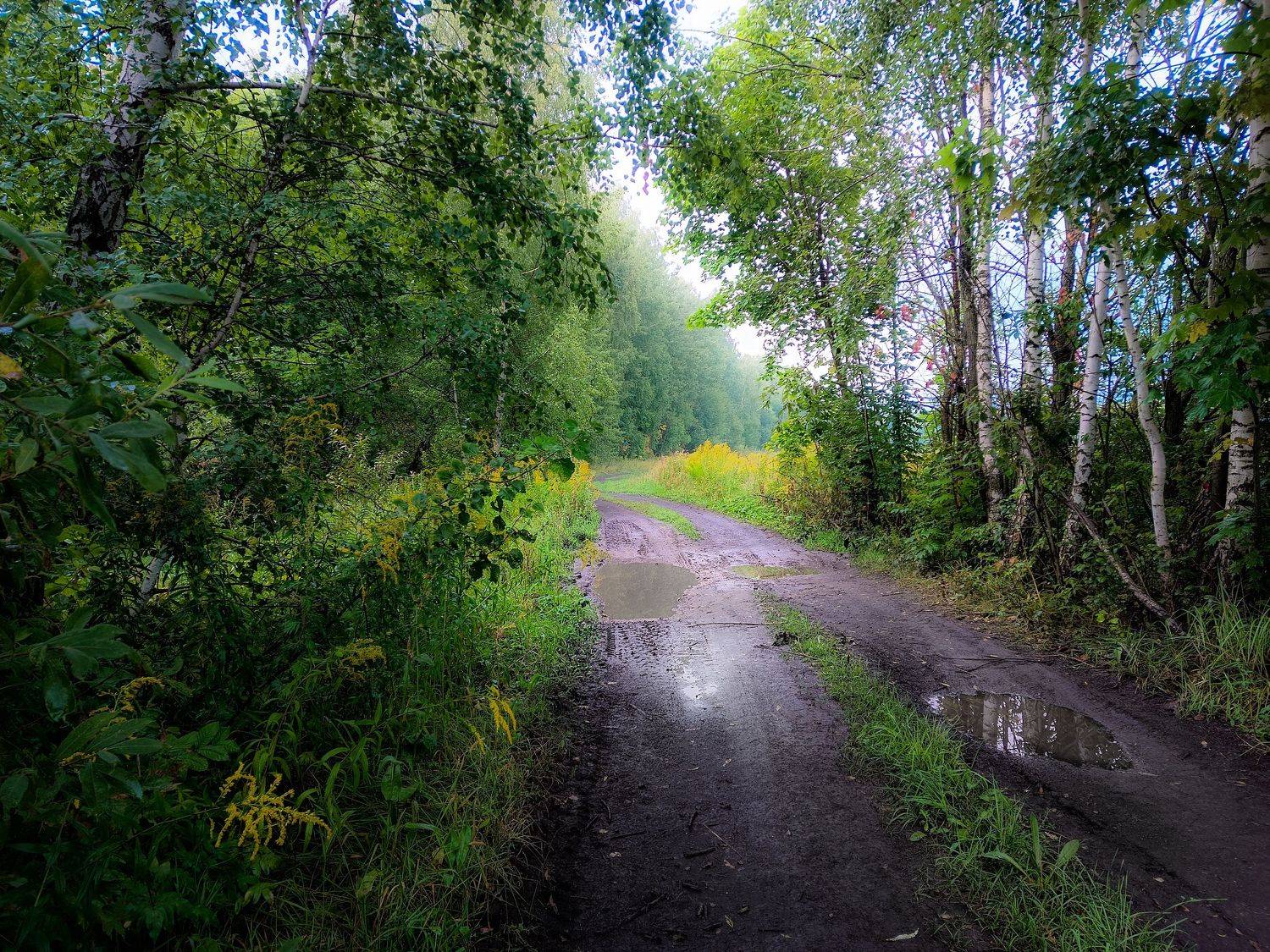 , Светлана Кондрашова