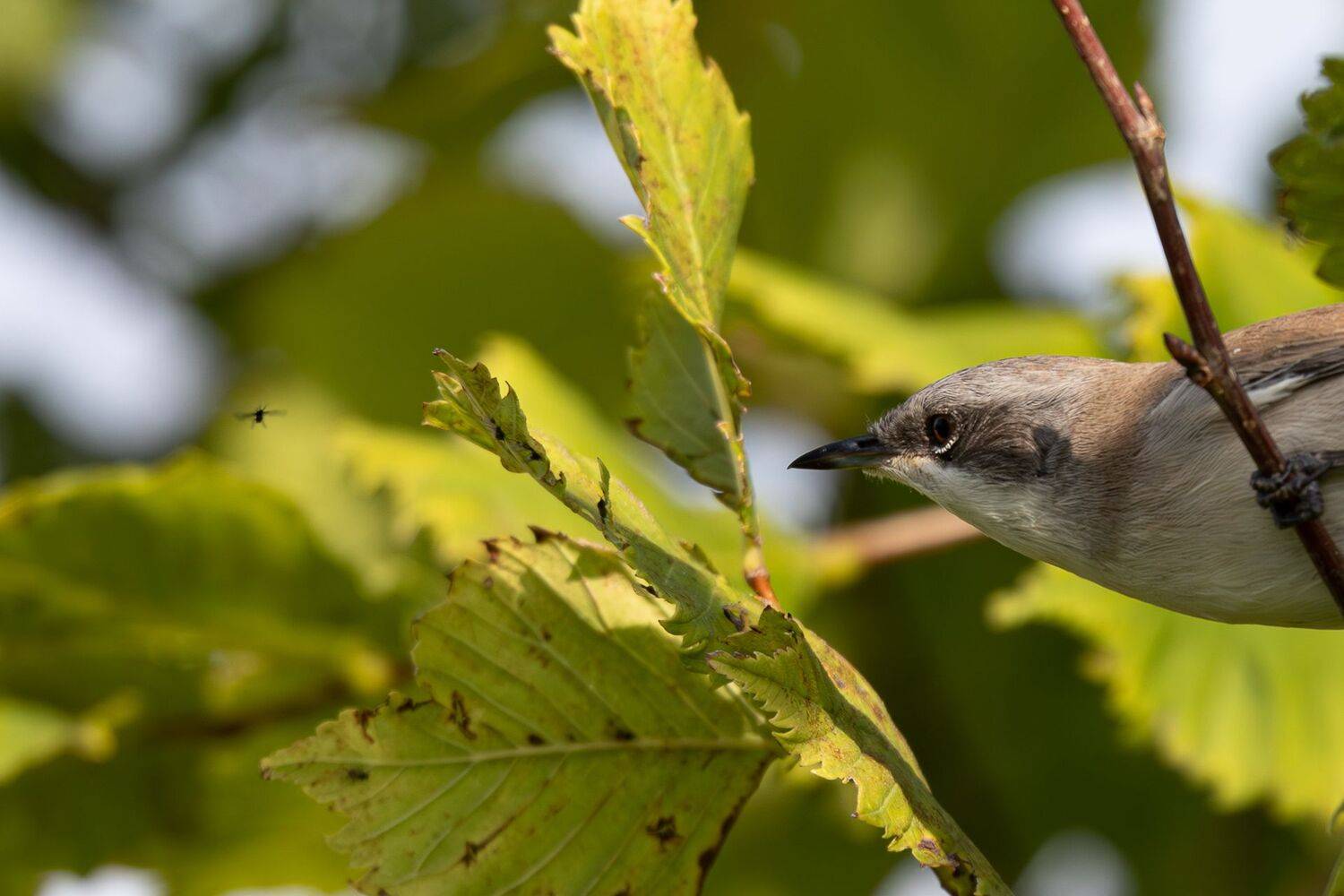 , Гильманов Артур