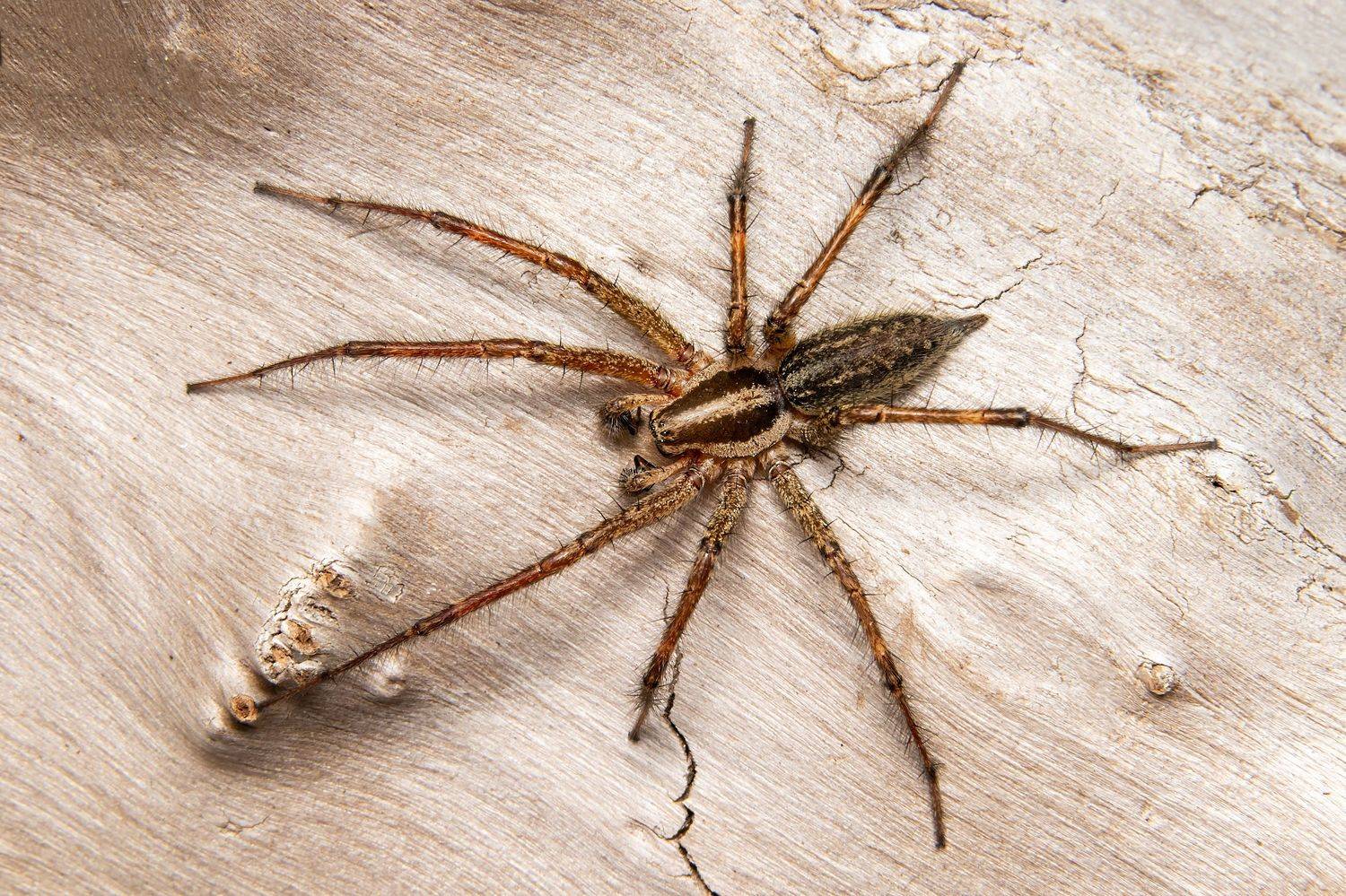 spider, spiderlovers, spiderphoto, arachnid, nature, macrophoto, macrophotography, predator, Stephane