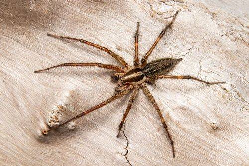 American grass spiders #2