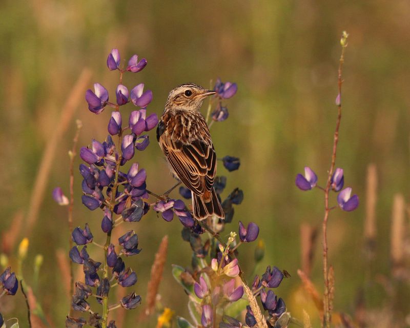 луговой чекан,  saxicola rubetra,  whinchat Молодые чеканы фото превью