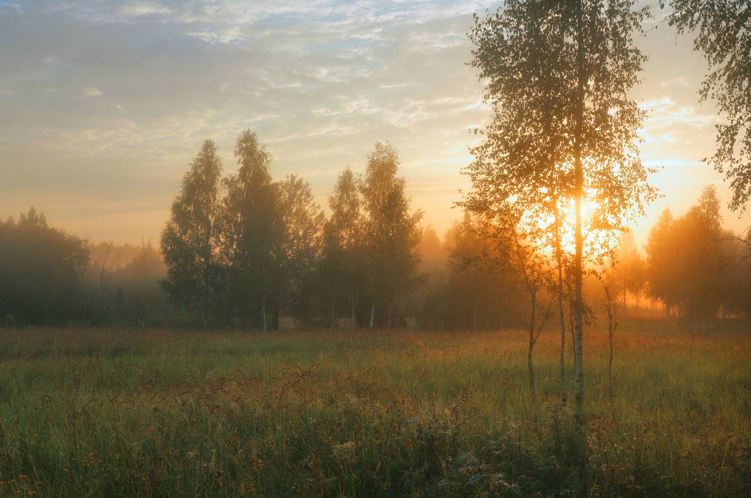 утро, поле , рассвет, Александр Свистков