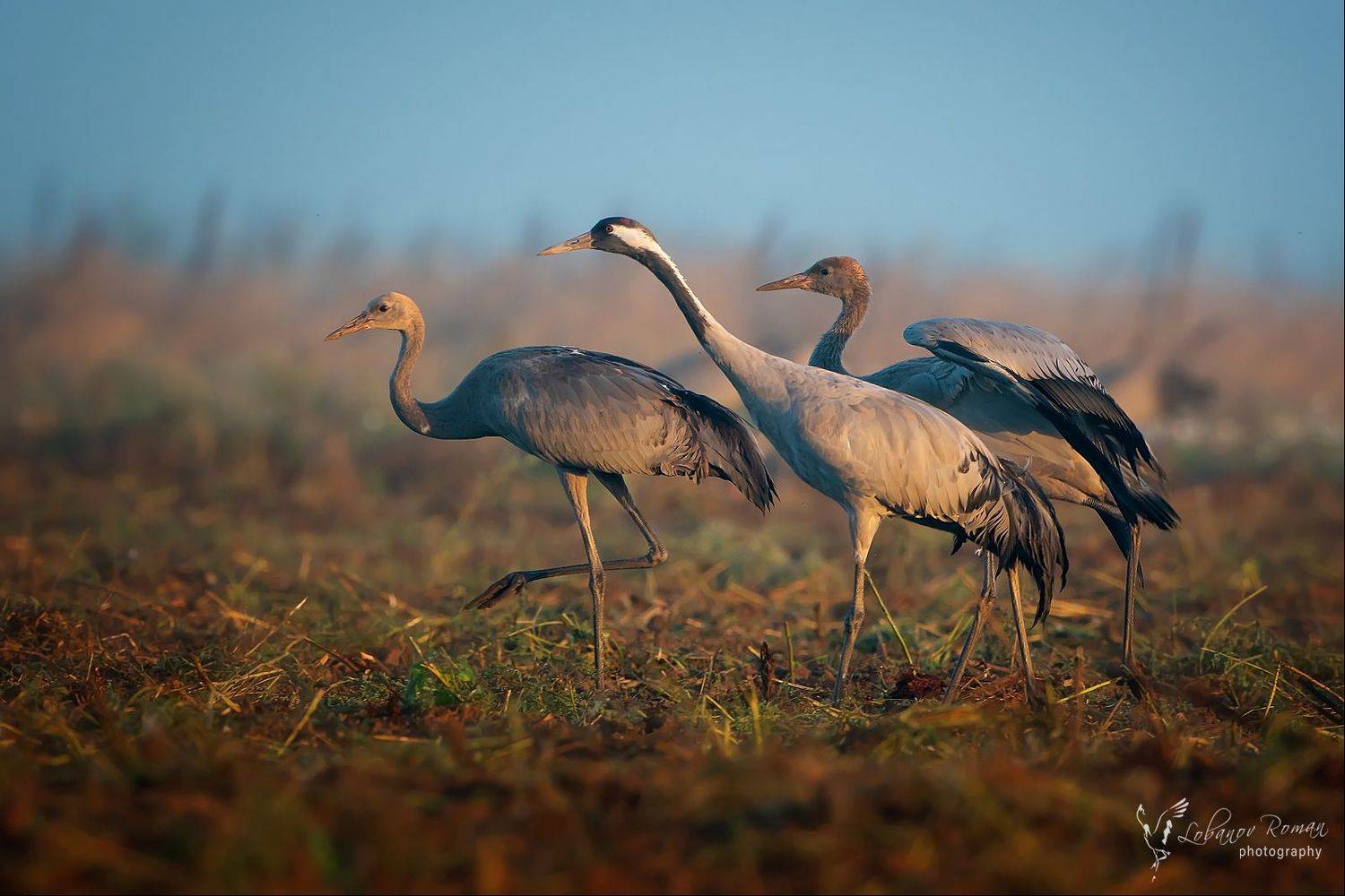 журавль , Лобанов Роман