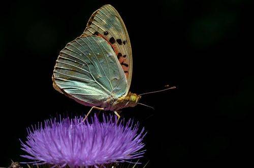 Mediterranean Fritillary 