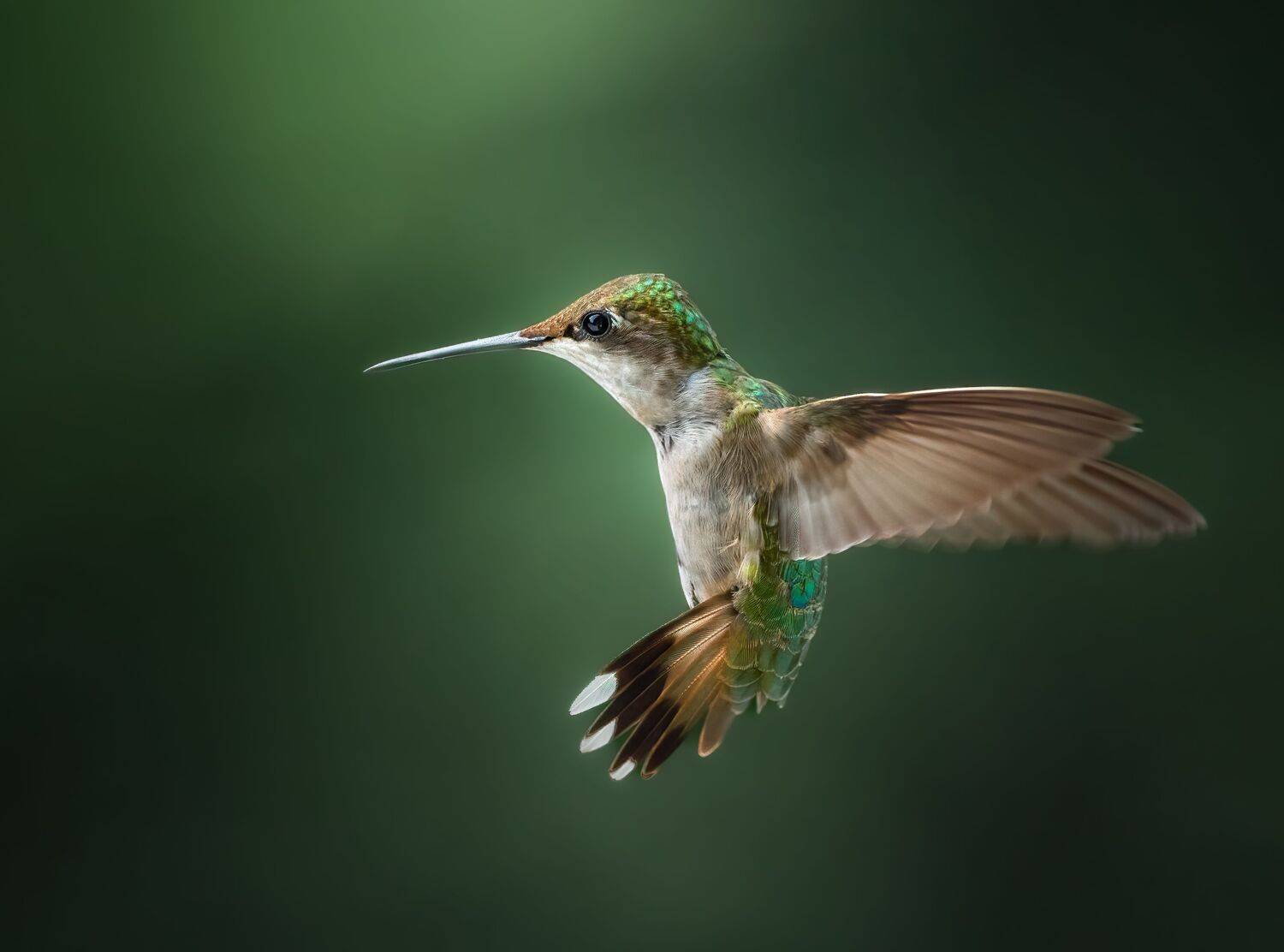 bird, humming, hummingbird, hummingbirds, hummer, rufous, nature, animals, wild, action, dynamic, Atul Saluja