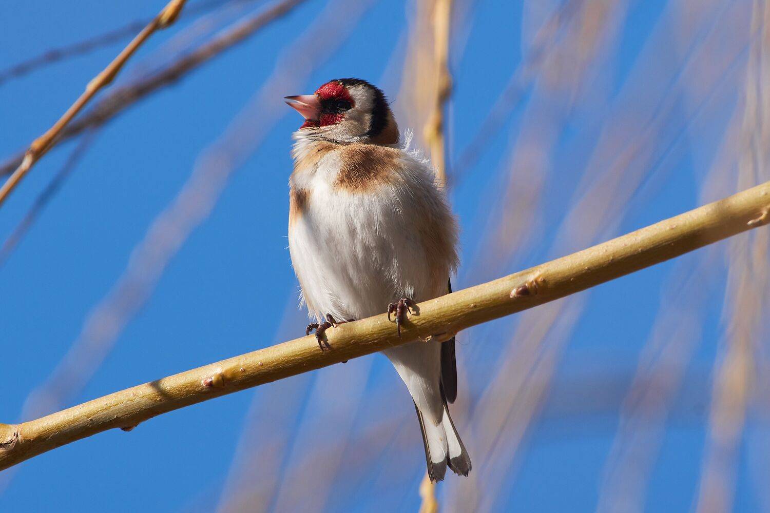 bird, birds, birdswatching, volgograd, russia, wildlife, Carduelis carduelisб, Сторчилов Павел