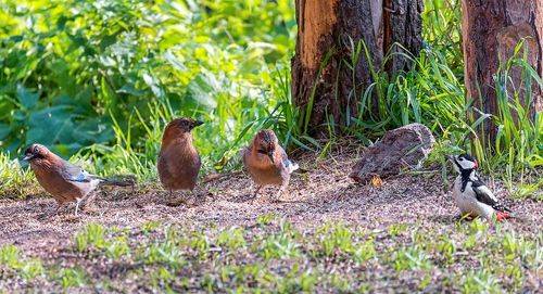 Общий стол для лесных обитателей.