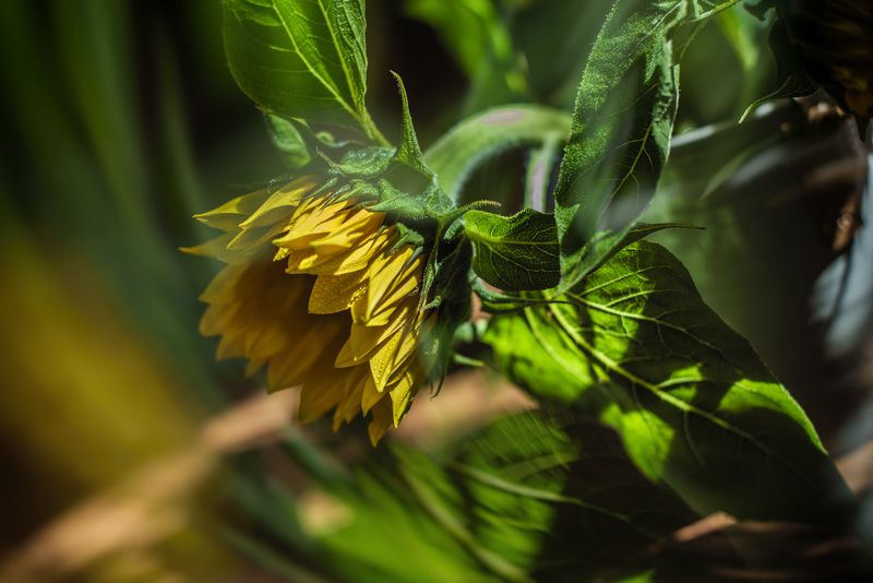 Жара фото превью