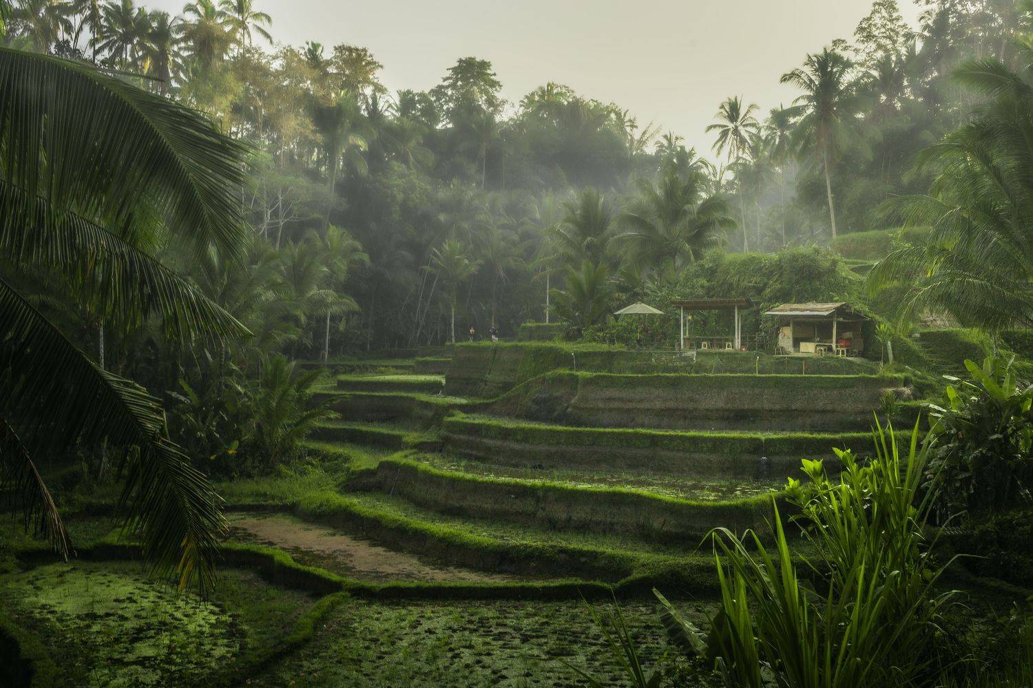 , Могилевич Elena
