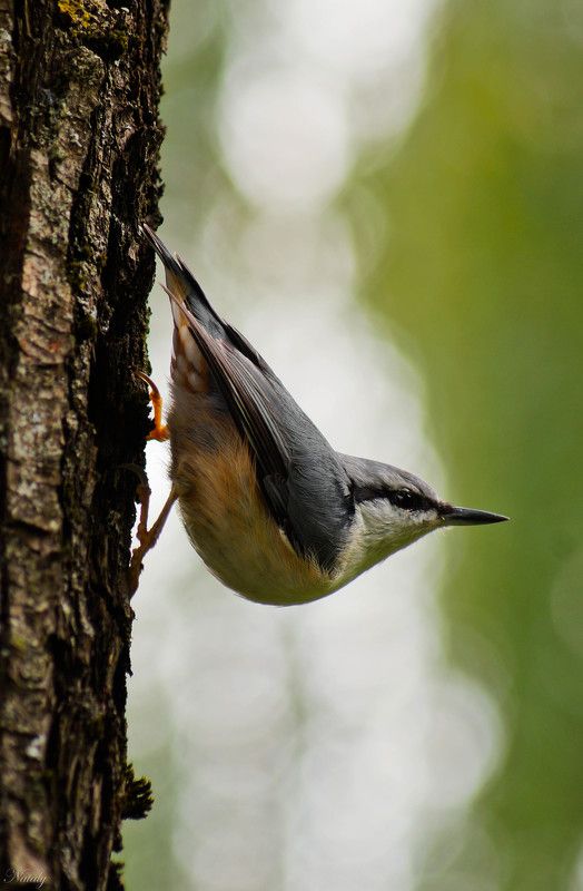 Поползень фото превью