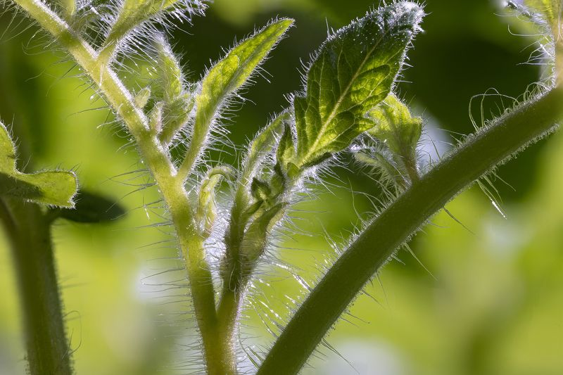 #nature #flora #flowers #plant #beautifull #природа #растения #томаты #макро #помидоры Томат фото превью