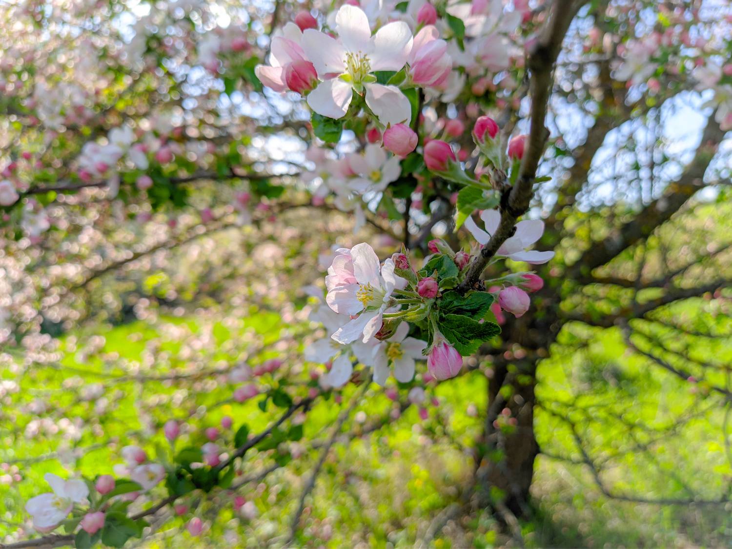 , Светлана Кондрашова