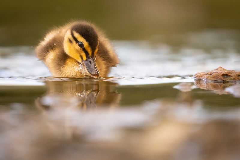 Duckling фото превью