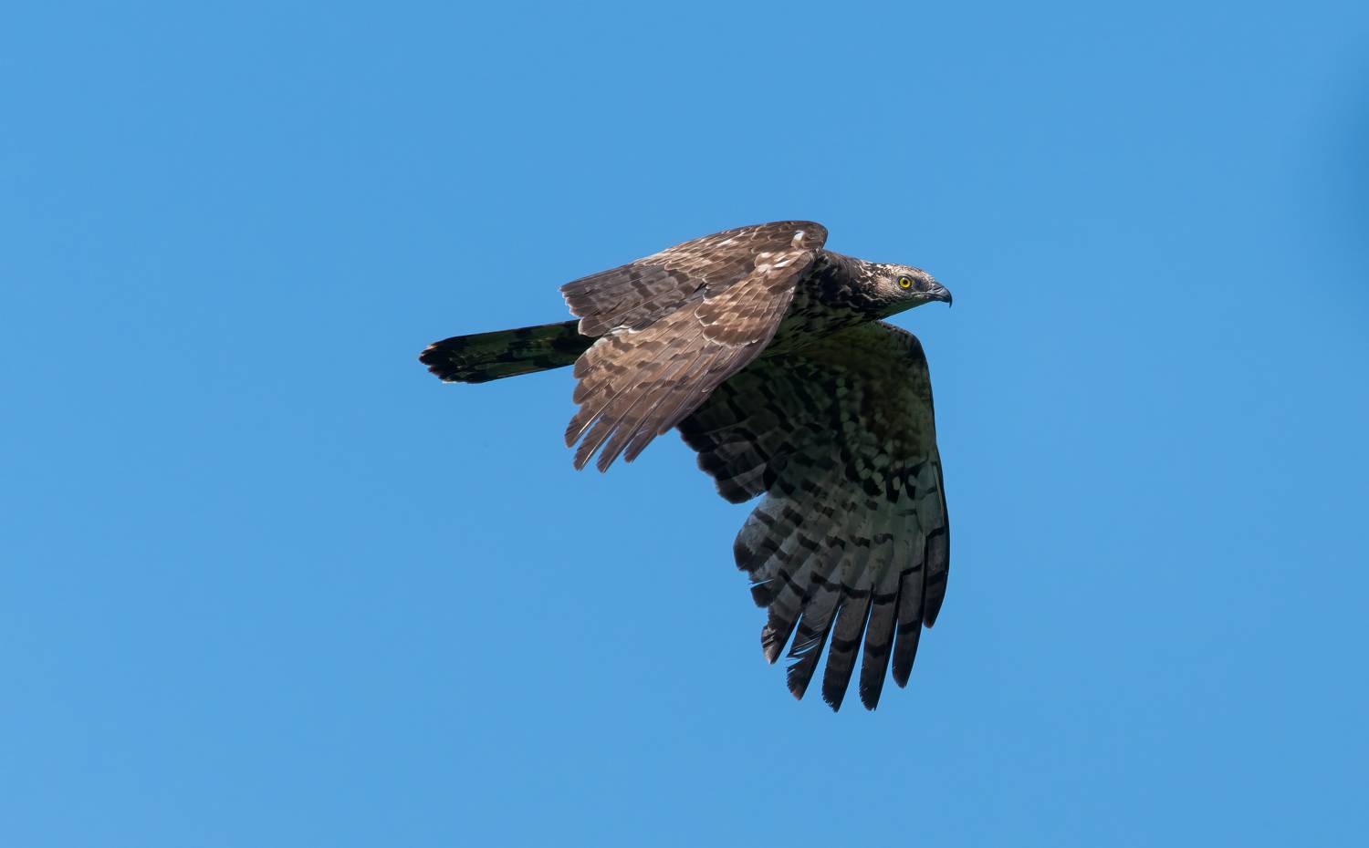 , Большаков Алексей