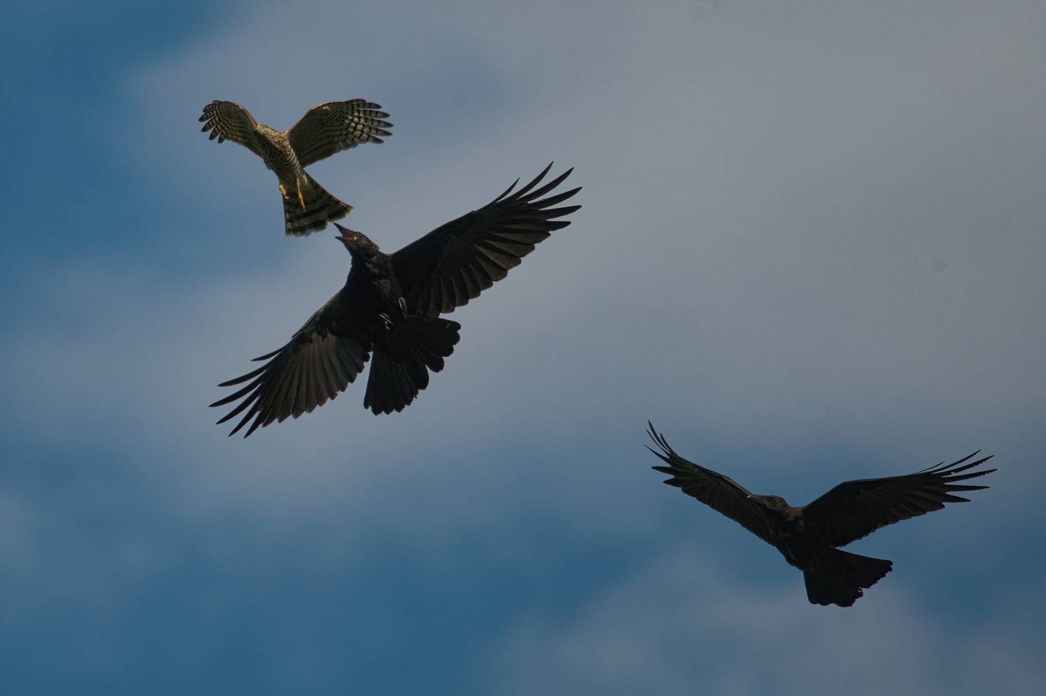 , Большаков Алексей
